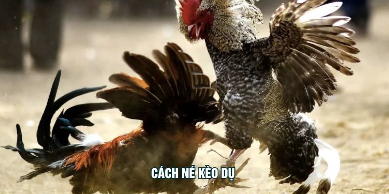 ফাঁদ বাজি এড়ানোর উপায় LINEBET – প্রথম ৩ সেকেন্ডেই ফাঁদ শনাক্ত করুন