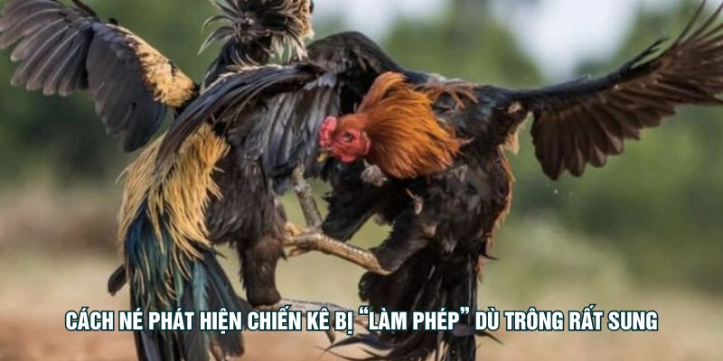 মুরগি লক্ষণীয়ভাবে দুর্বল হওয়া সত্ত্বেও মেরনের অস্বাভাবিকভাবে কম ক্ষুধা সনাক্ত করা