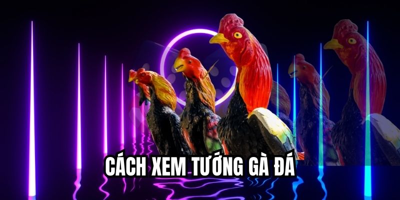 মোরগ নির্বাচনের পদ্ধতি - নতুনদের জন্য বিস্তারিত গাইড