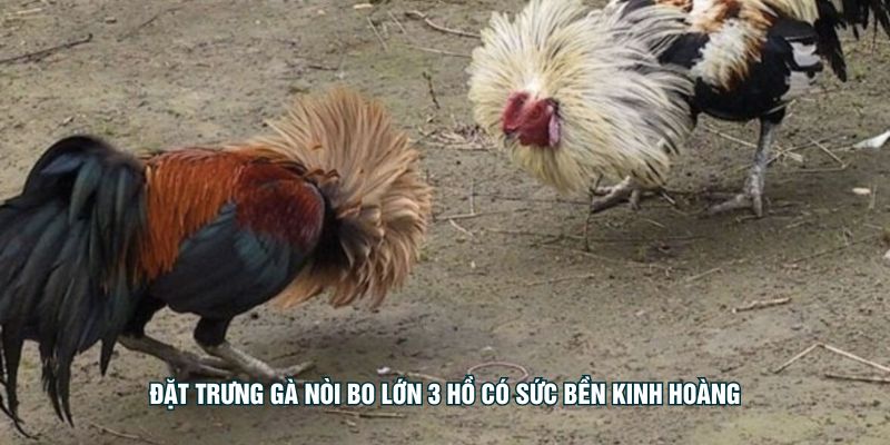 অবিশ্বাস্য স্ট্যামিনা সহ বড়, তিন-লেক-আকারের ফাইটিং রোস্টারগুলি প্রদর্শিত হয়েছে