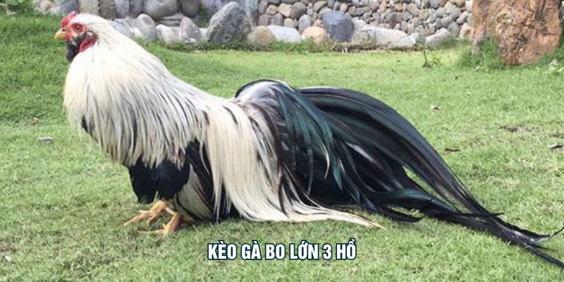 ৩ হো বড় বো বাজি LINEBET – ৩.৬ কেজির উপরের মোরগের লড়াইয়ে বড় জয়