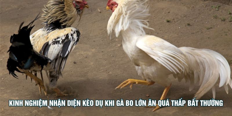 বড় বো মোরগের অডস্ অস্বাভাবিক কম হলে ফাঁদ বাজি শনাক্ত করার অভিজ্ঞতা