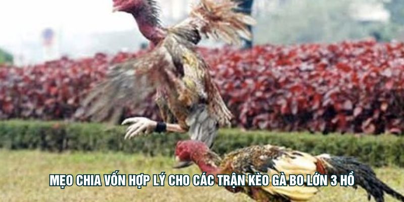 3টি হ্রদে বড় মোরগ লড়াইয়ের জন্য বিজ্ঞতার সাথে তহবিল বরাদ্দ করার টিপস